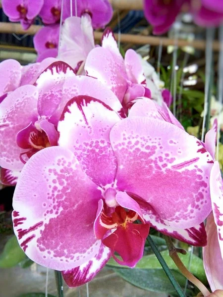 Flores Orquídea Mercado Baanthadoikraew Tailandia Lamphun — Foto de Stock