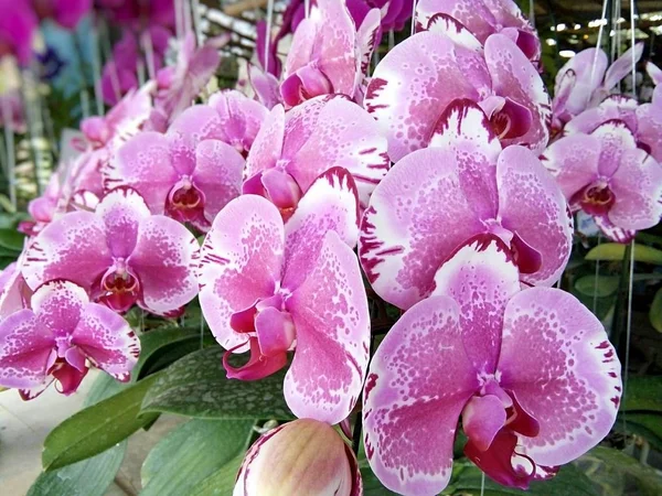 Flores Orquídea Mercado Baanthadoikraew Tailandia Lamphun — Foto de Stock