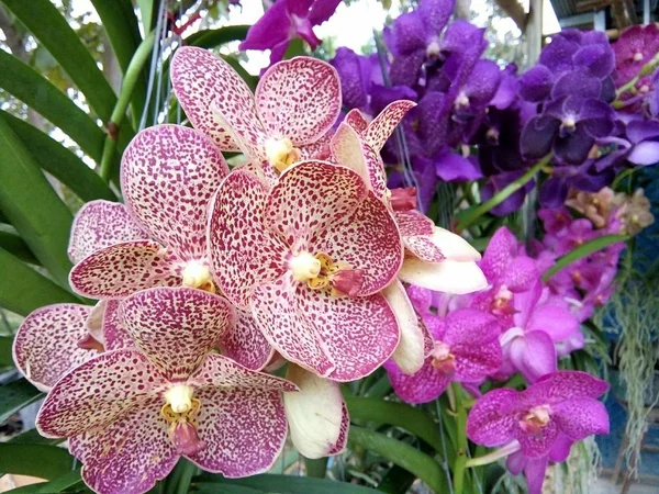 Flores Orquídea Mercado Baanthadoikraew Tailandia Lamphun — Foto de Stock