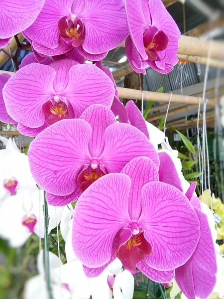 Flores Orquídea Mercado Baanthadoikraew Tailandia Lamphun — Foto de Stock