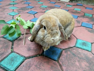 Bahçe Ev Tayland Chiangmai kahverengi tavşan.