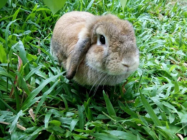 Коричневый Кролик Саду Дома Таиланд Чиангмай — стоковое фото
