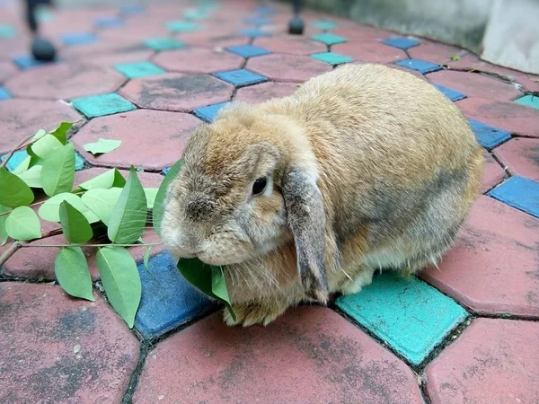 Коричневый Кролик Саду Дома Таиланд Чиангмай — стоковое фото