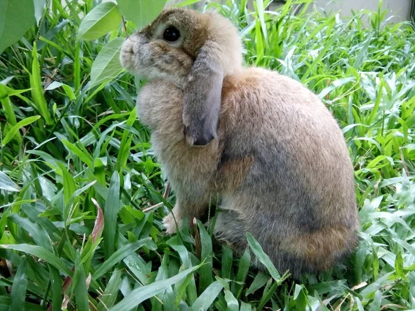 Brown Rabbit Garden Home Thailand Chiangmai — Stock Photo, Image