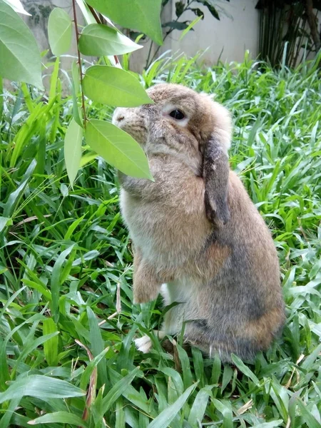 Conejo Marrón Casa Jardín Tailandia Chiangmai —  Fotos de Stock