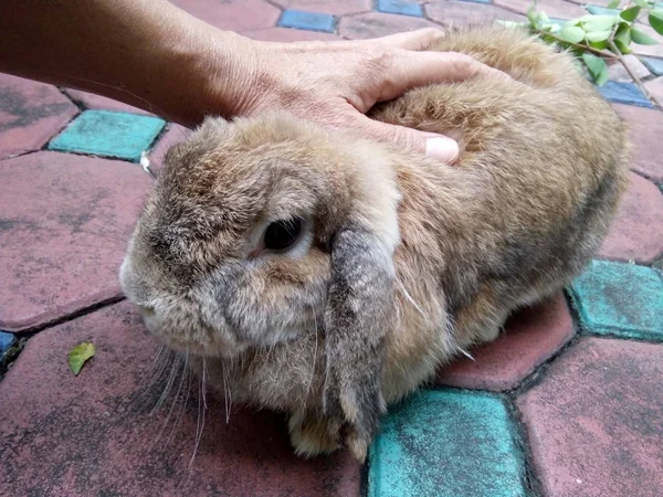 She Touching Brown Rabbit Home Thailand Chiangmai — Stock Photo, Image