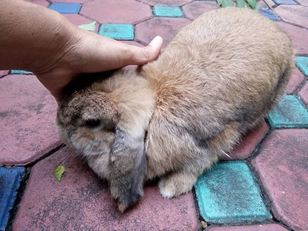 Hon Rörande Brun Kanin Vid Hem Thailand Chiang Mai — Stockfoto