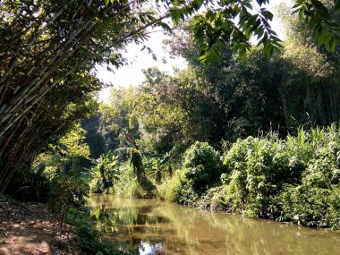 Forest park için Tayland Phrae stream.
