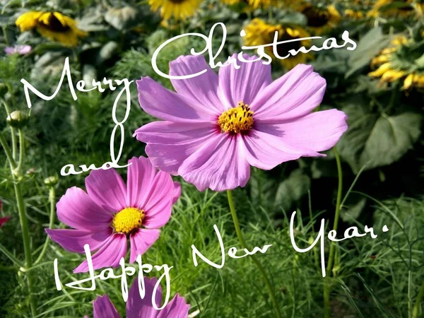 Merry Christmas Happy New Year Card Flowers Background Thailand — Stock Photo, Image