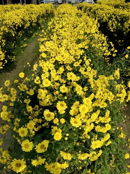 Kuzey Tayland Chiangmai Kasımpatı Çiçekleri Bahçe — Stok fotoğraf