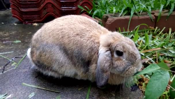茶色のウサギが庭ホーム チェンマイ タイの葉を食べています — ストック動画