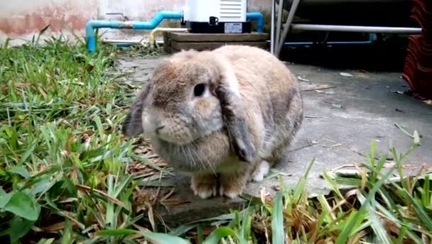 Brown Rabbit Eating Leaves Garden Home Chiangmai Thailand — Stock Video