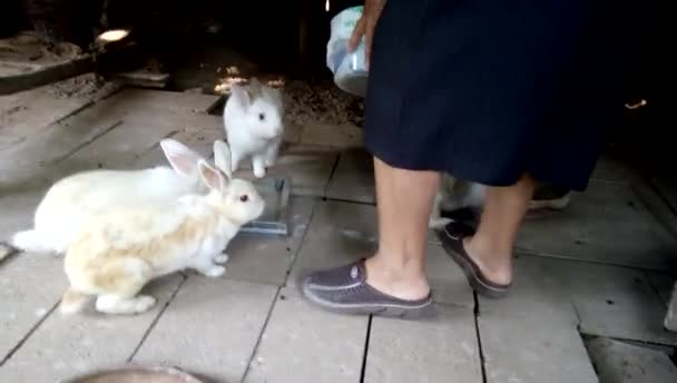 Feeding Rabbits Farm Phrae Thailand — Stok Video