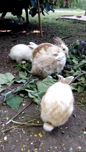 Tavşan Çiftliği Phrae Tayland Yaprakları Yiyor — Stok video