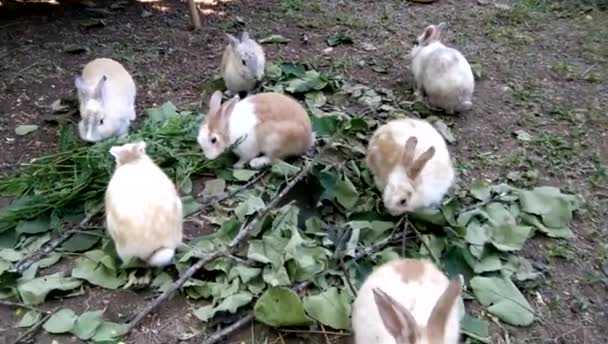 Kaninchen Fressen Blätter Bauernhof — Stockvideo