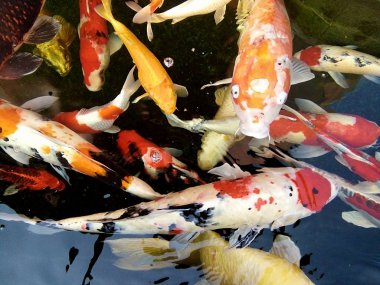Renkli sazan balıkları Phrae Tayland gölde yüzüyor.