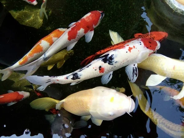 Bunte Karpfenfische Schwimmen Teich — Stockfoto