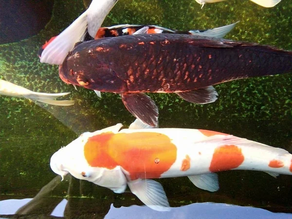 Farverige Karpe Fisk Svømmer Dammen Phrae Thailand - Stock-foto