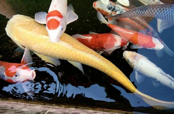 Ikan Mas Berwarna Warni Berenang Kolam Phrae Thailand — Stok Foto