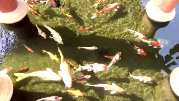 Pesci Carpa Colorati Stanno Nuotando Nello Stagno Phrae Thailandia — Video Stock