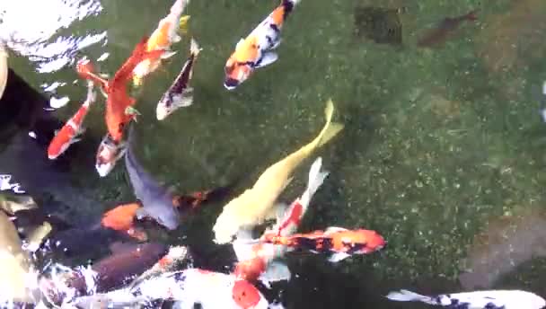 Kolorowe Karpie Ryby Pływanie Stawie Phrae Tajlandia — Wideo stockowe