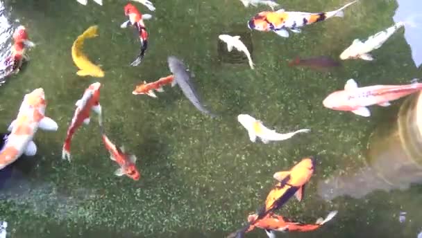 Poissons Carpes Colorées Nagent Dans Étang Phrae Thaïlande — Video