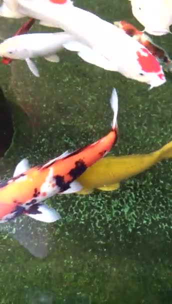 Coloridos Peces Carpa Están Nadando Estanque Phrae Tailandia — Vídeo de stock