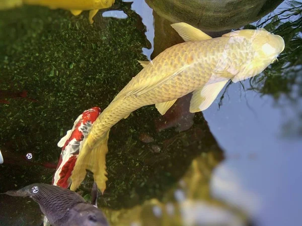 Peixes Carpa Coloridos Estão Nadando Lagoa Phrae Tailândia — Fotografia de Stock