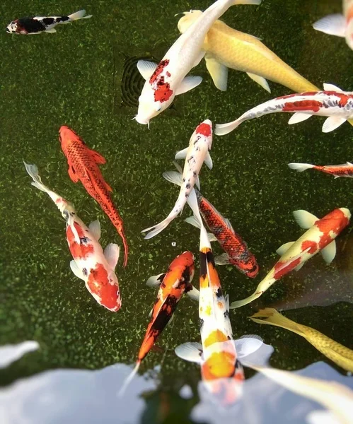 五颜六色的鲤鱼正在池塘里游泳 — 图库照片