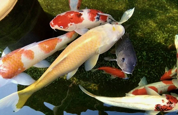 Bunte Karpfenfische Schwimmen Teich — Stockfoto