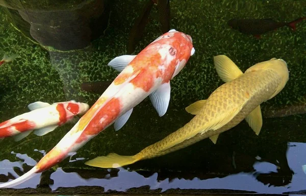 五颜六色的鲤鱼正在池塘里游泳 — 图库照片
