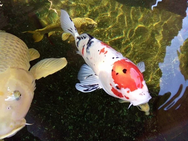 カラフルな鯉魚プレー タイに池で泳いでいます — ストック写真