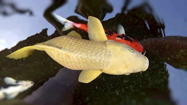 Peixes Carpa Coloridos Estão Nadando Lagoa Phrae Tailândia — Fotografia de Stock