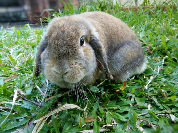 Симпатичный Коричневый Кролик Саду Дома Chiangmai Таиланд — стоковое фото
