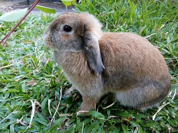 Cute Brown Rabbit Garden Home Chiangmai Thailand — Stock Photo, Image