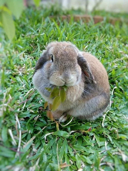 Lindo Conejo Marrón Casa Jardín Chiangmai Tailandia — Foto de Stock