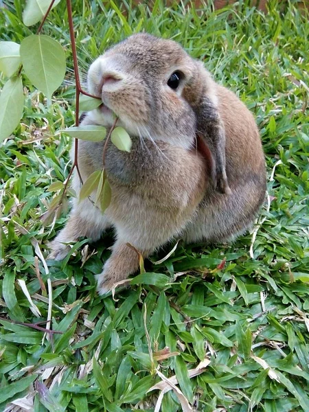 Een Schattig Bruin Konijn Tuin Thuis Chiangmai Thailand — Stockfoto