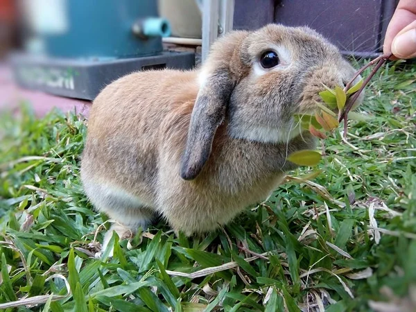 Симпатичный Коричневый Кролик Саду Дома Chiangmai Таиланд — стоковое фото