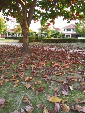 Erken yaz sezonu Chiangmai Tayland ev şehir.