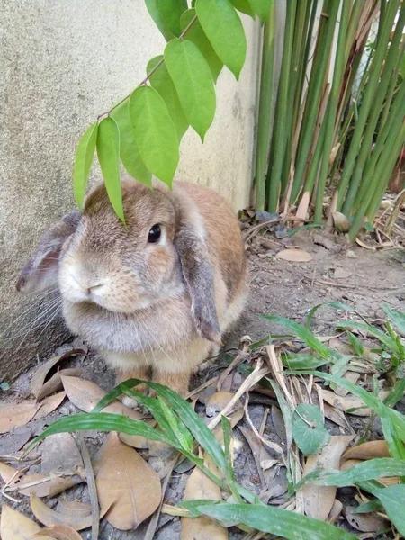Ein Niedliches Braunes Kaninchen Garten Hause Chiang Mai Thailand — Stockfoto