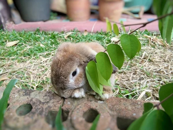 Coelho Marrom Bonito Casa Jardim Chiang Mai Tailândia — Fotografia de Stock