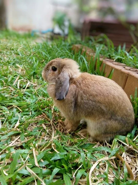 Lapin Brun Mignon Dans Jardin Chiang Mai Thaïlande — Photo