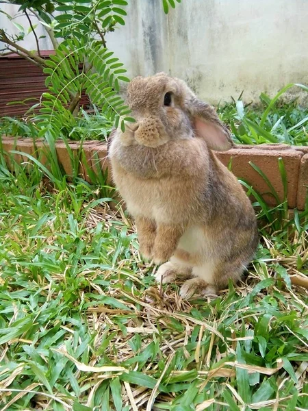 Lapin Brun Mignon Dans Maison Jardin Chiang Mai Thaïlande — Photo