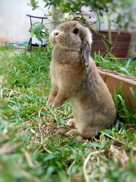 Симпатичный Коричневый Кролик Саду Дома Чианг Таиланд — стоковое фото