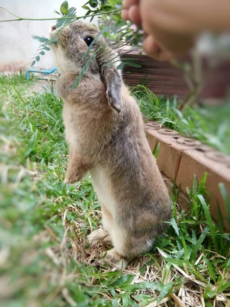 A cute brown rabbit in garden home Chiang Mai Thailand.