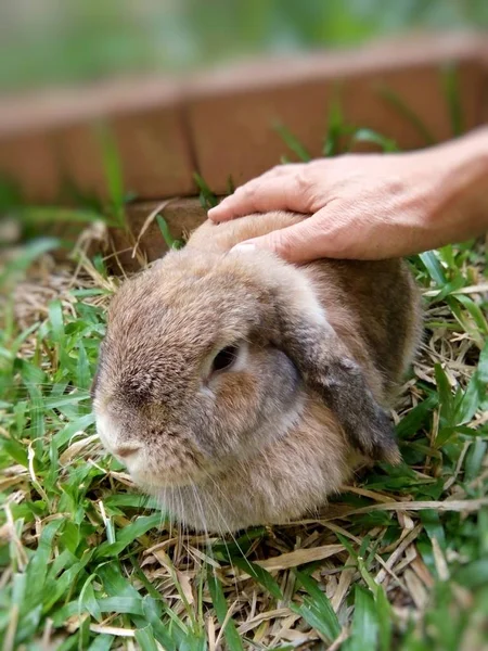 Een Gesneden Bruin Konijn Tuin Thuis Chiangmai Thailand — Stockfoto