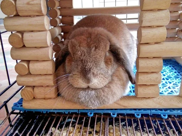 Симпатичный Коричневый Кролик Спит Своем Доме Таиланде — стоковое фото