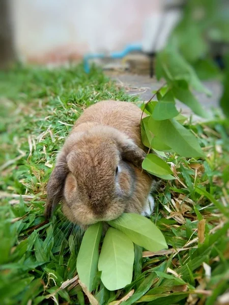 Ein Niedliches Braunes Kaninchen Garten Hause Chiang Mai Thailand — Stockfoto