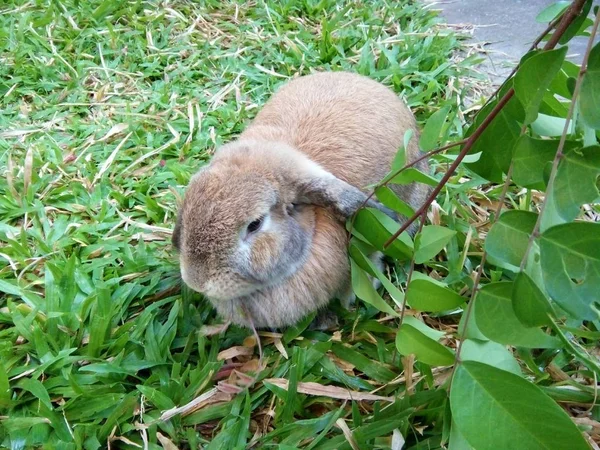 在泰国清迈花园的棕色可爱的兔子 — 图库照片