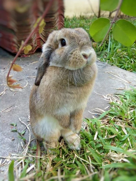 在泰国清迈花园的棕色可爱的兔子 — 图库照片